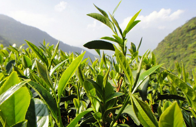 雪香茶叶代理与销售 开启茶香事业新篇章